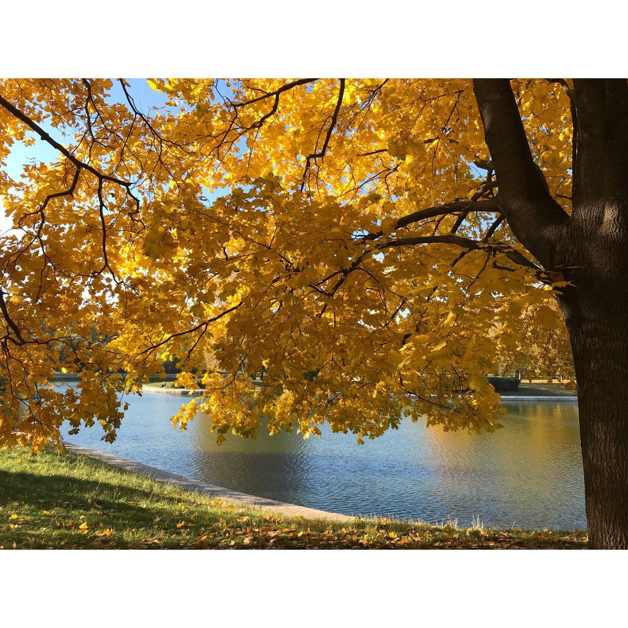 AUTUMN TREES BY LAKE