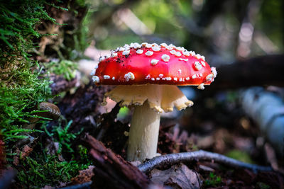 Close-up of fly agaric mushroom on field