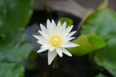 Close-up of white daisy flower