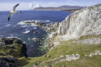 Seagull flying above sea