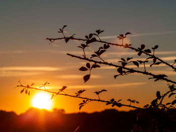 Silhouette plants against sky during sunset