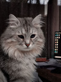 Close-up portrait of a cat