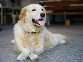Close-up of dog golden retriever sitting on floor