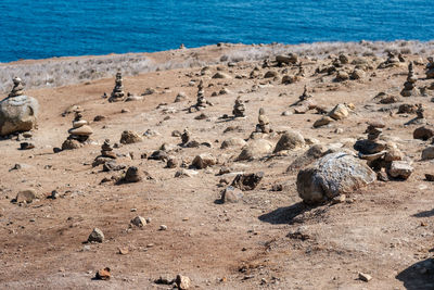 Flock of birds on beach