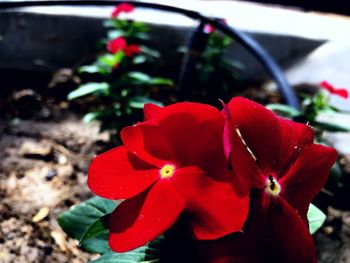 Close-up of red flowers