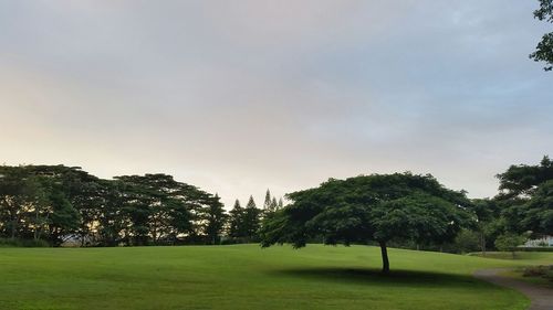 Trees on grassy field