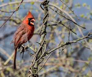 Low angle view of northern cardinal perching on branch