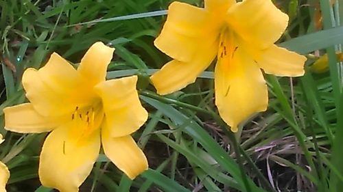 Close-up of yellow flower