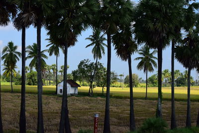 Palm trees on field against sky