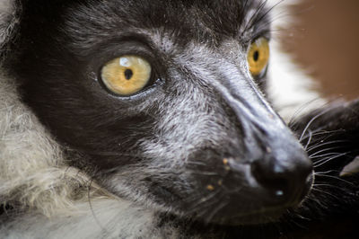 Close-up portrait of a cat