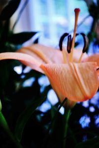 Close-up of pink flower