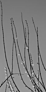 Low angle view of bare tree against clear sky