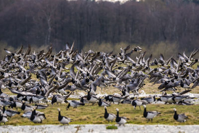 Flock of barnacle goos birds on beach