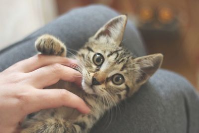Portrait of cat on hand