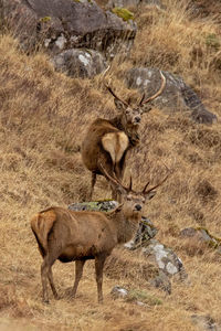 Deer in a field