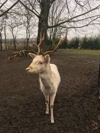 Full length of goat standing on tree