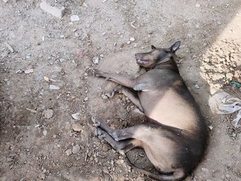 High angle view of cat sleeping on field