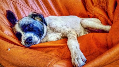 Close-up of dog sleeping on bed