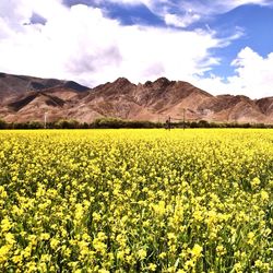 Scenic view of oilseed rape field against sky
