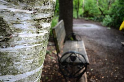 Close-up of tree trunk in forest