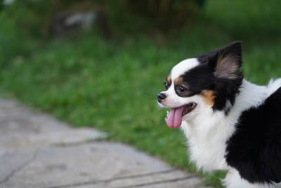 Close-up of a dog looking away