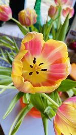 Close-up of yellow tulip