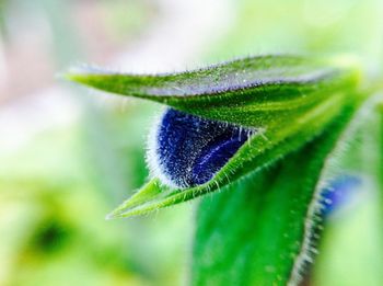 Close-up of green leaves