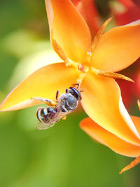 Close-up of bee pollinating on flower