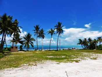 Palm trees on beach against blue sky