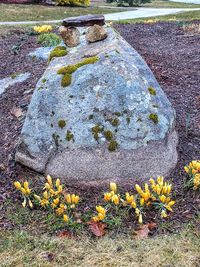 High angle view of flowering plants on rocks