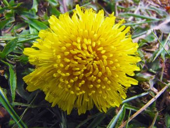 Close-up of yellow flower