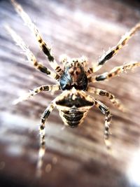 Close-up of spider