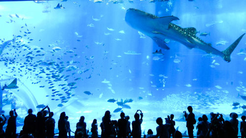 Group of people swimming in aquarium