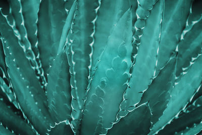 Full frame shot of wet leaf