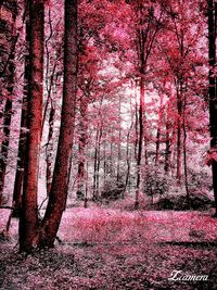 Trees with pink flowers in foreground