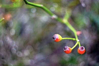 Close-up of red berries growing on plant