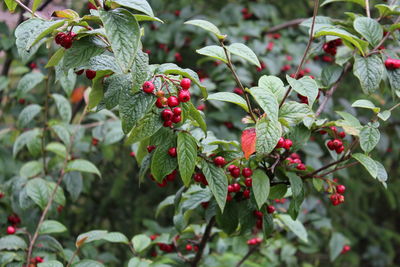 Close-up of berries growing on tree