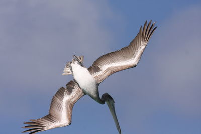 Low angle view of pelican flying against blue sky