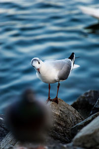 Close-up of seagull perching on rock