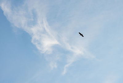 Low angle view of bird flying in sky