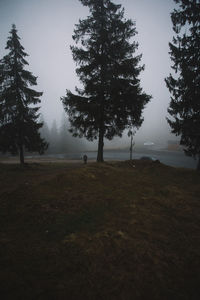 Trees on field against sky