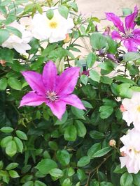 Close-up of pink flowers blooming outdoors