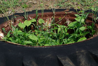 Close-up of plant leaves