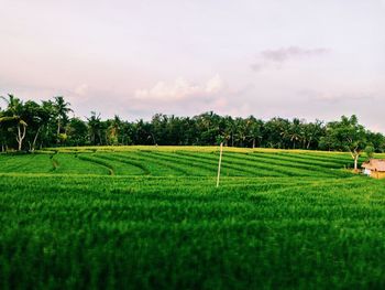 Scenic view of grassy field against sky