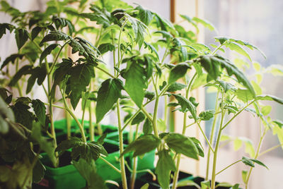Overgrown tomato seedlings growing by the window with lack of light