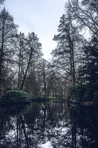 Trees by lake in forest against sky