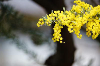 Close-up of yellow flowering plant