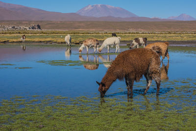 Llamas grazing by lake against mountains