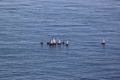 High angle view of sailboats in calm blue sea