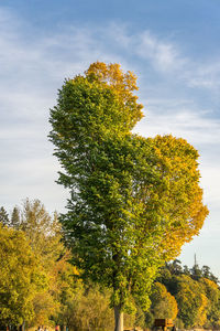 Tree against sky during autumn